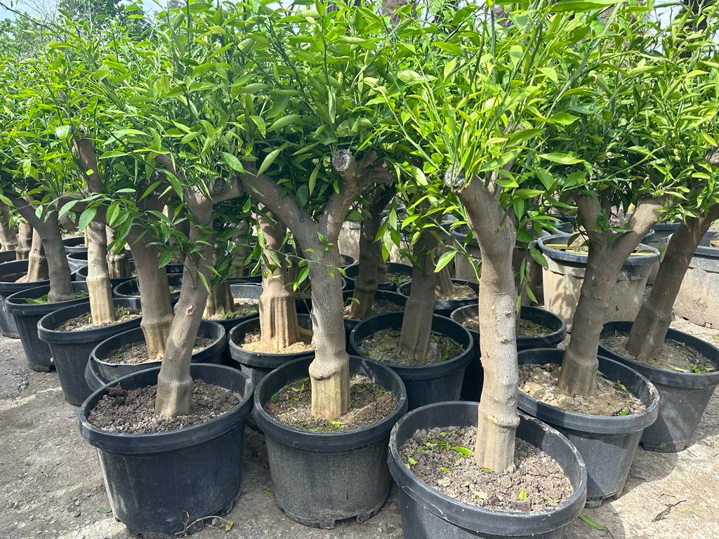 Mandarinenbaum 30/40 mandarine H:160-180 cm Premium Qualität aus Griechenland