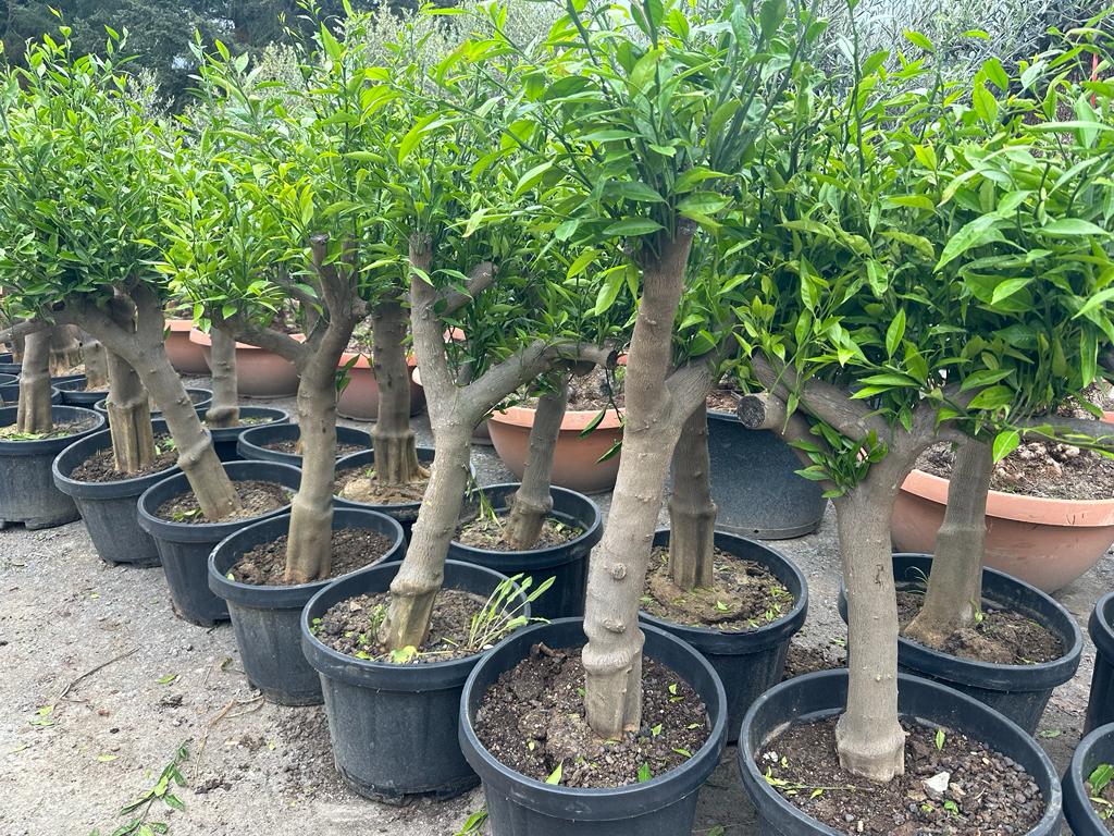 Mandarinenbaum 30/40 mandarine H:160-180 cm Premium Qualität aus Griechenland