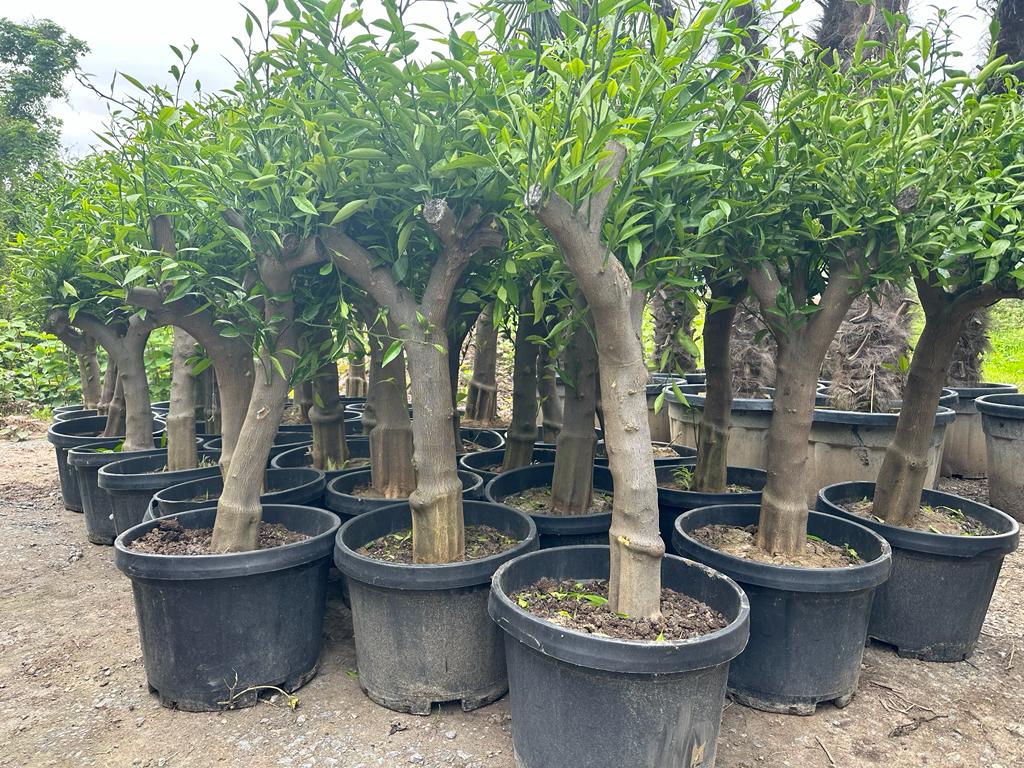 Mandarinenbaum 30/40 mandarine H:160-180 cm Premium Qualität aus Griechenland