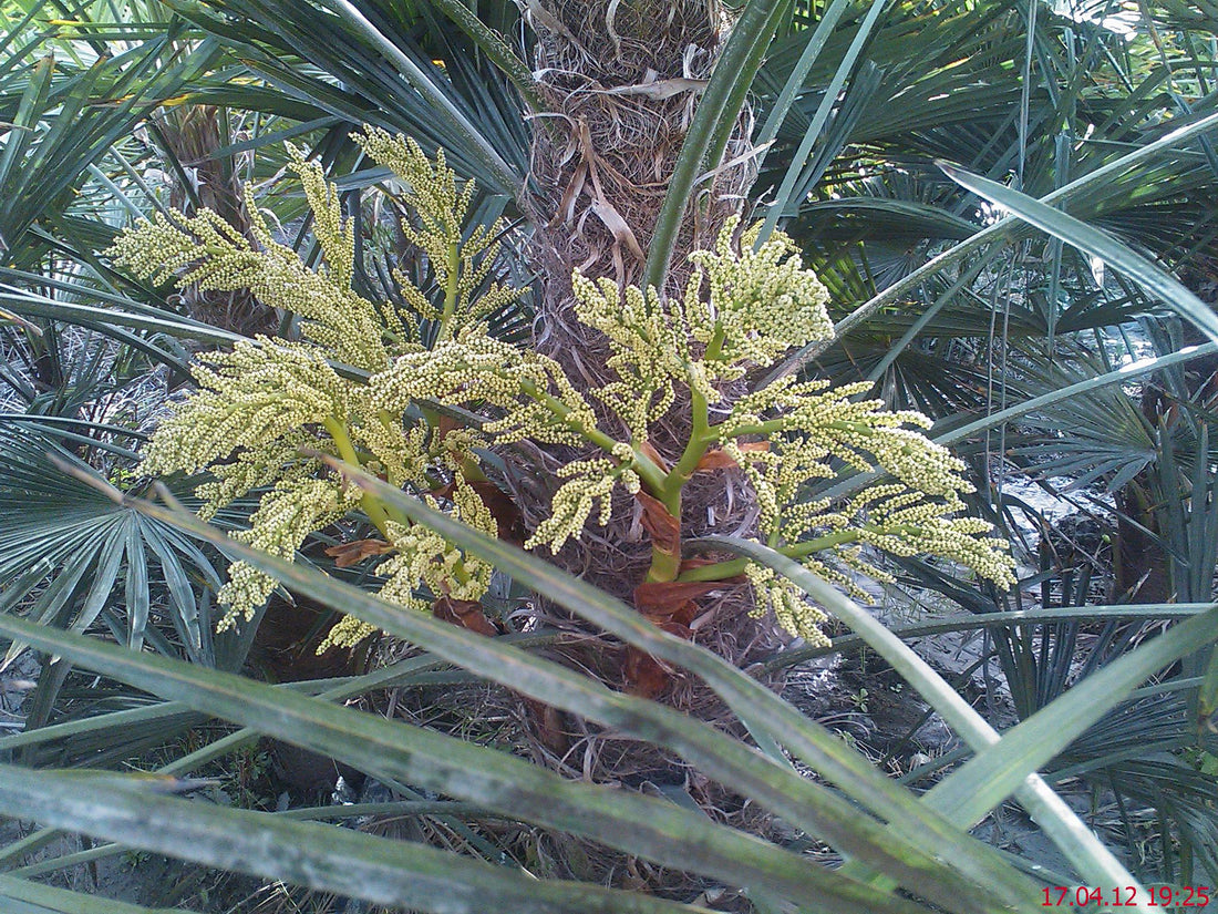 PALME TRACHYCARPUS FORTUNEI HÖHE 300CM WINTERHART -19 GRAD Stamm 150cm Direkt aus Griechenland