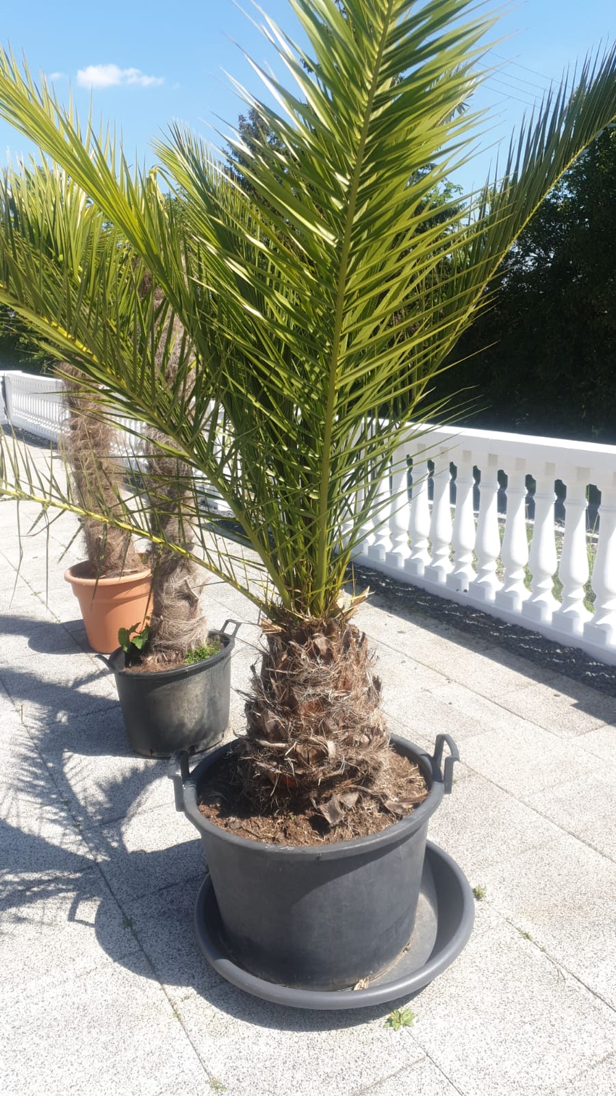 Palme Phoenix Canariensis HÖHE 3 Meter Winterhart -12 Grad Dattelpalme Premium