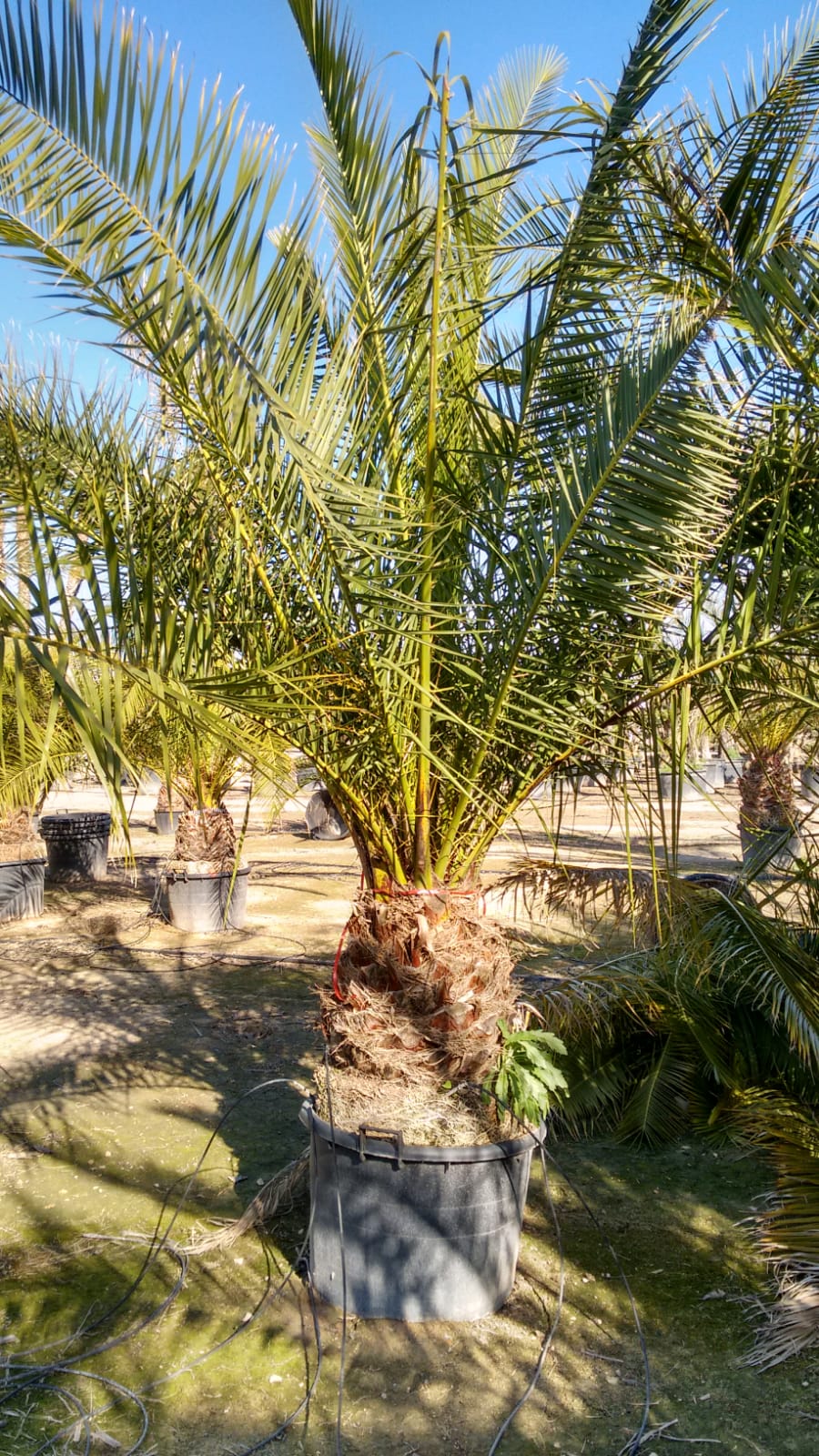 Palme Phoenix Canariensis HÖHE 3 Meter Winterhart -12 Grad Dattelpalme Premium