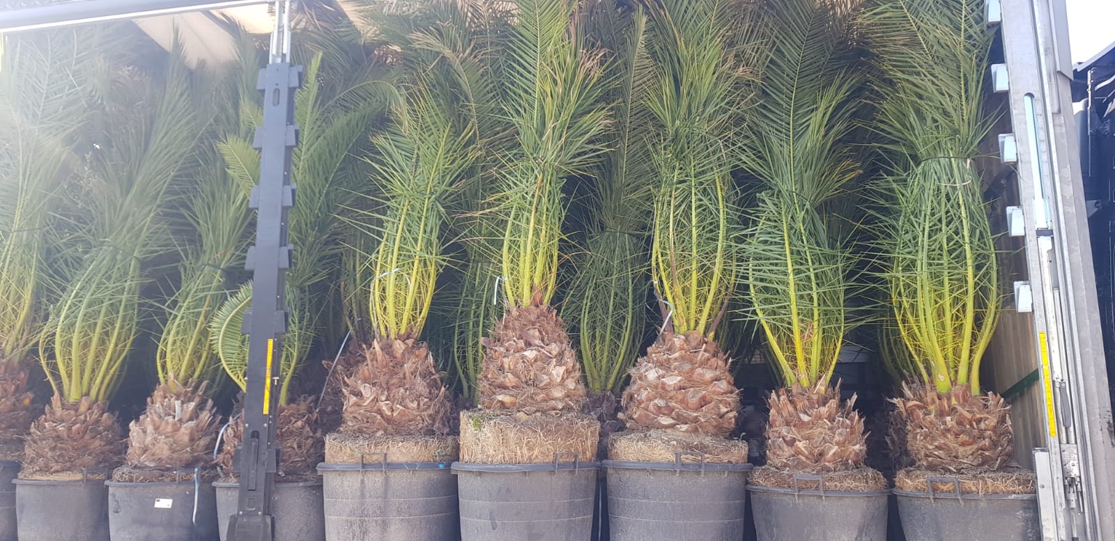 Palme Phoenix Canariensis HÖHE 3 Meter Winterhart -12 Grad Dattelpalme Premium