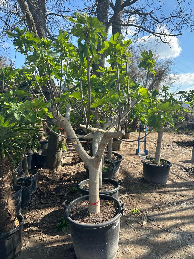 Feigenbaum XL 2,20 Meter Höhe Premium Qualität aus Spanien Ficus Carica