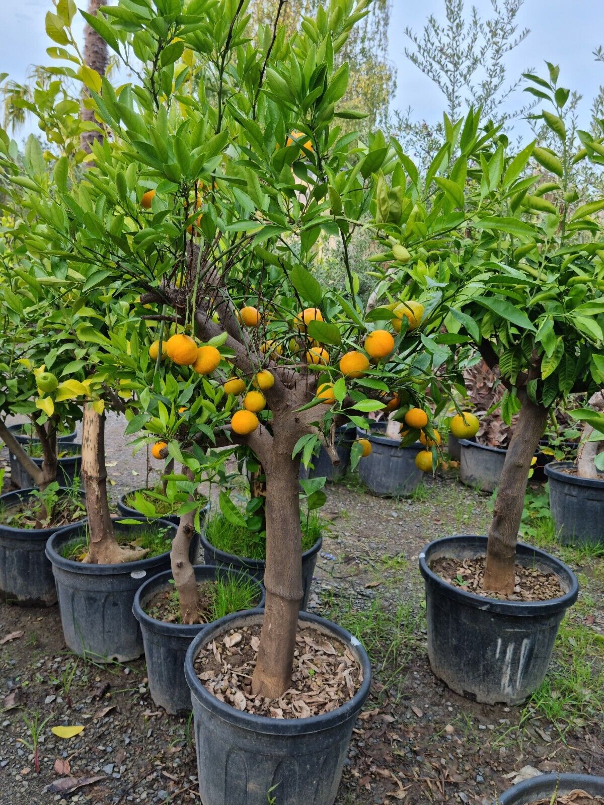 Mandarinenbaum 30/40 mandarine H:160-180 cm Premium Qualität aus Griechenland