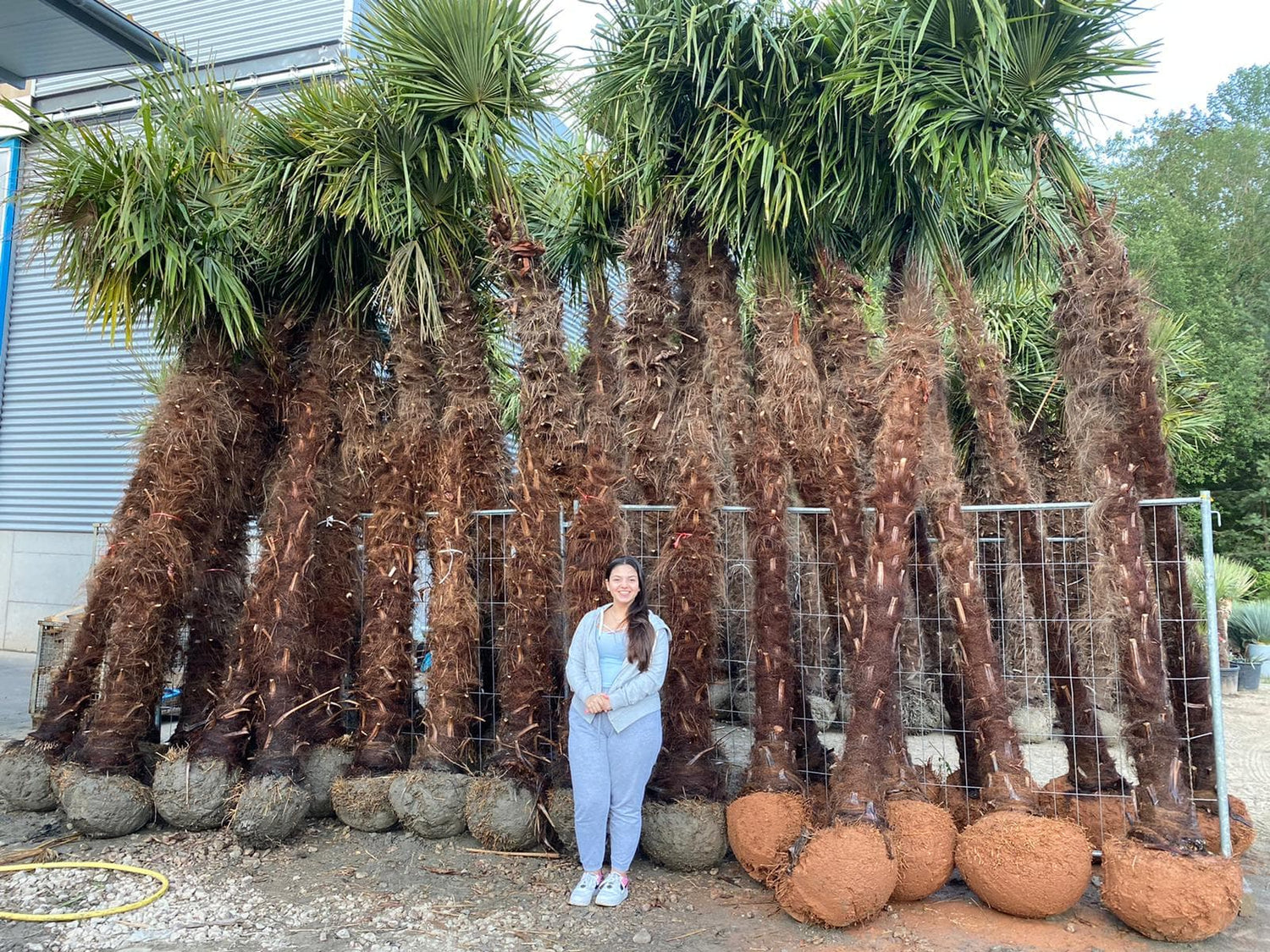 PALME TRACHYCARPUS FORTUNEI HÖHE 6 Meter WINTERHART -19 GRAD Stamm 400 cm XL Direkt aus Griechenland (Kopie)