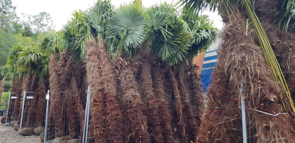 PALME TRACHYCARPUS FORTUNEI HÖHE 6 Meter WINTERHART -19 GRAD Stamm 400 cm XL Direkt aus Spanien