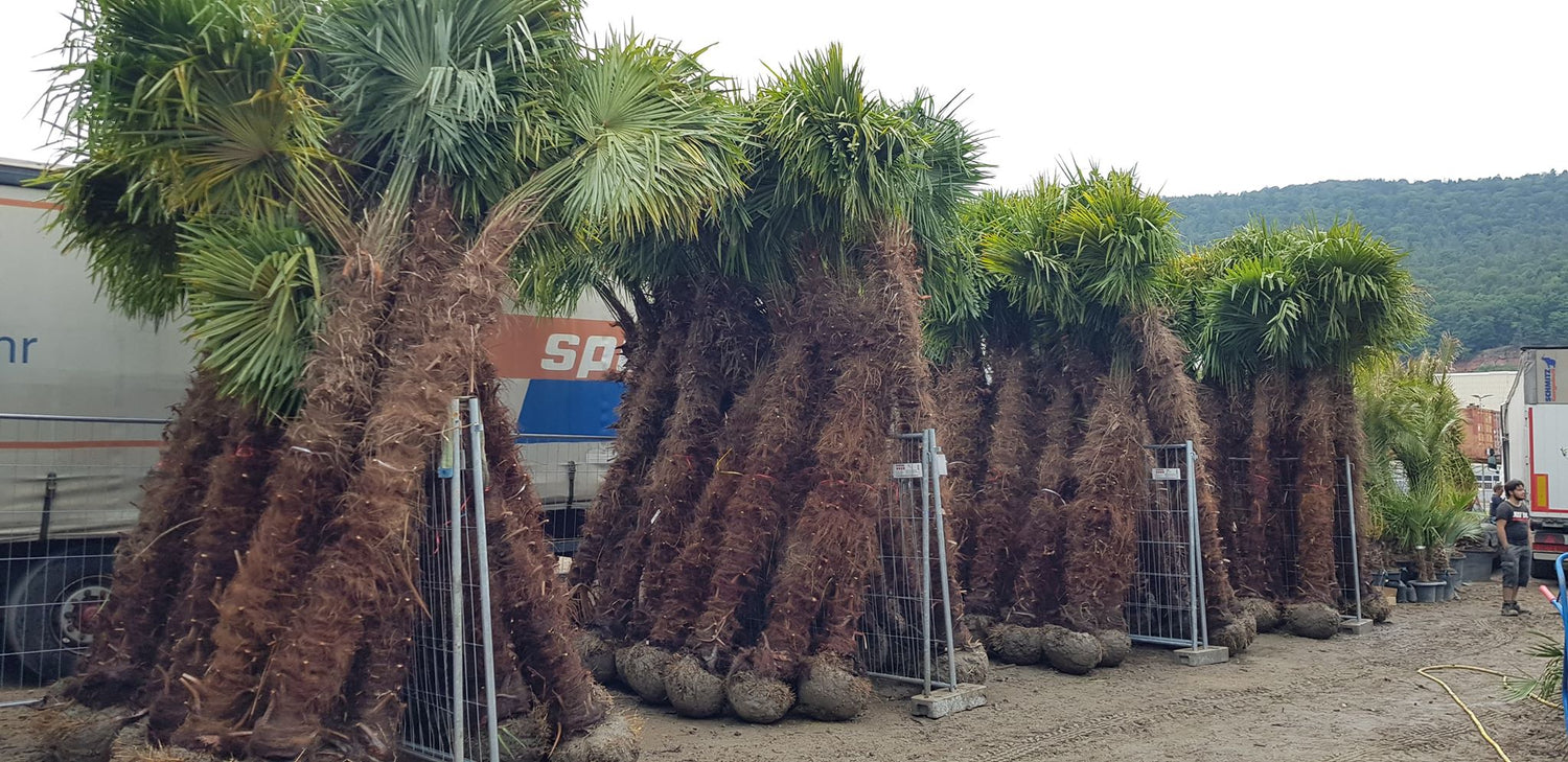 PALME TRACHYCARPUS FORTUNEI HÖHE 6 Meter WINTERHART -19 GRAD Stamm 400 cm XL Direkt aus Griechenland (Kopie)