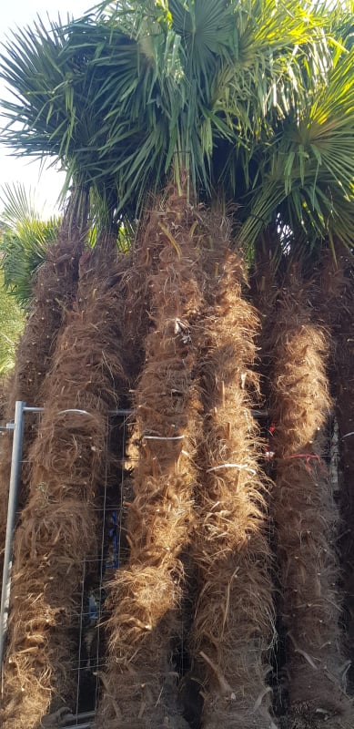 PALME TRACHYCARPUS FORTUNEI HÖHE 6 Meter WINTERHART -19 GRAD Stamm 400 cm XL Direkt aus Griechenland (Kopie)