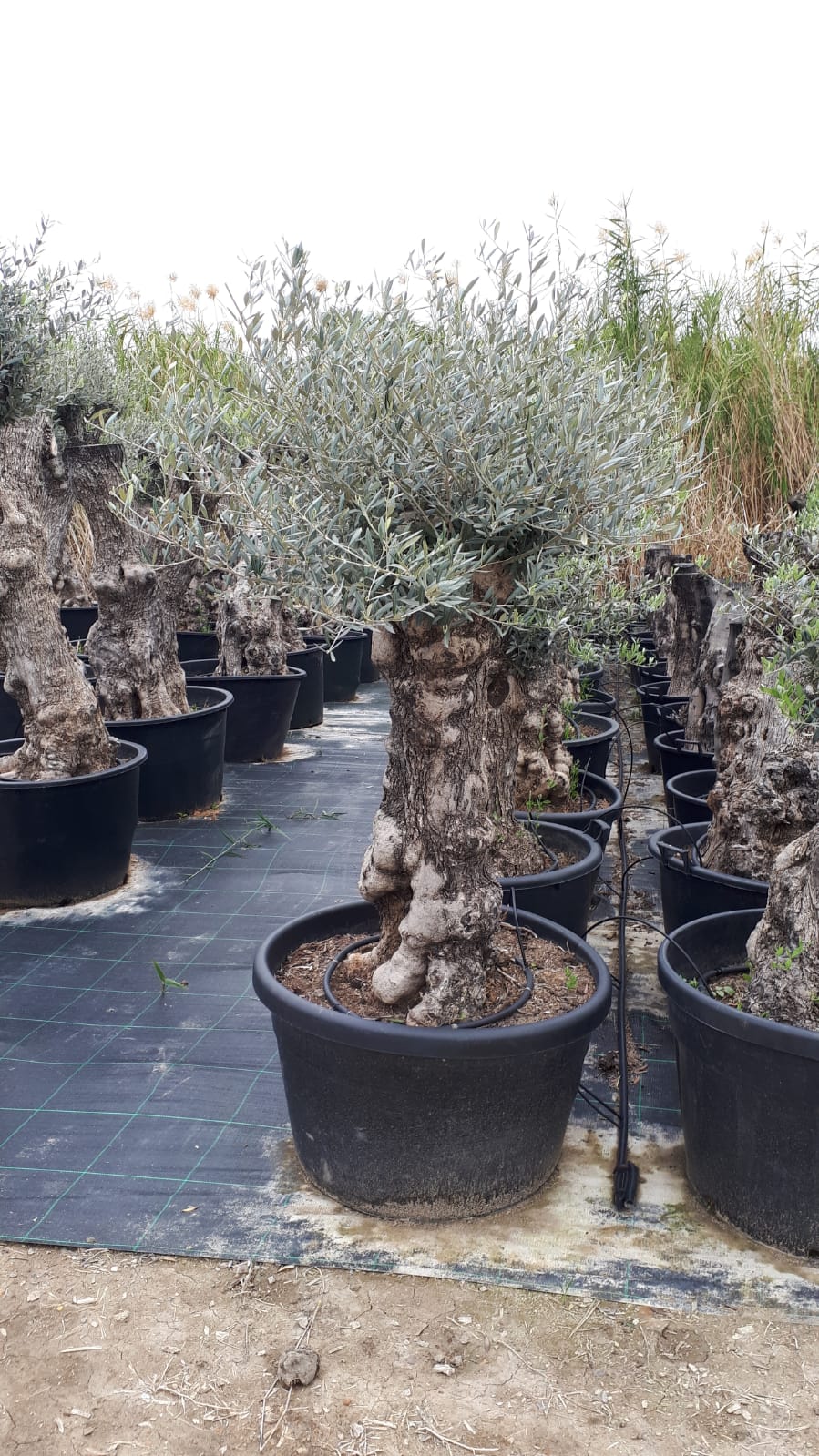 Olivenbaum Bonsai 150 Jahre Alt Winterhart bis -18 Höhe ca. 250 cm Olea Europaea TOP ANGEBOT!!!