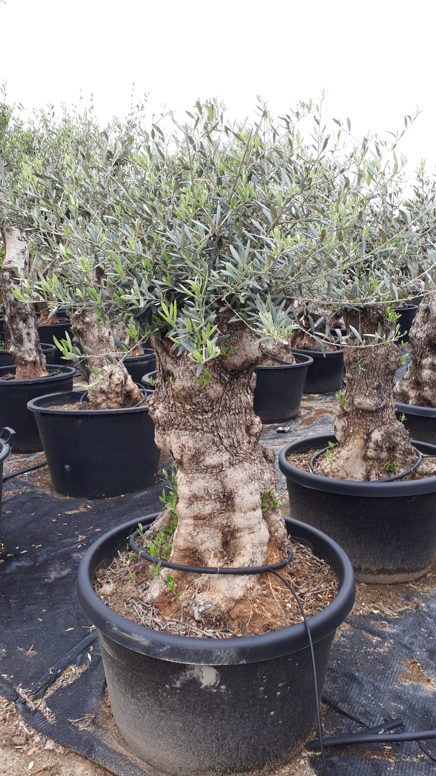 SALE 2024 Olivenbaum 150 Jahre Alt Bonsai Olea Europaea Baum Oliven