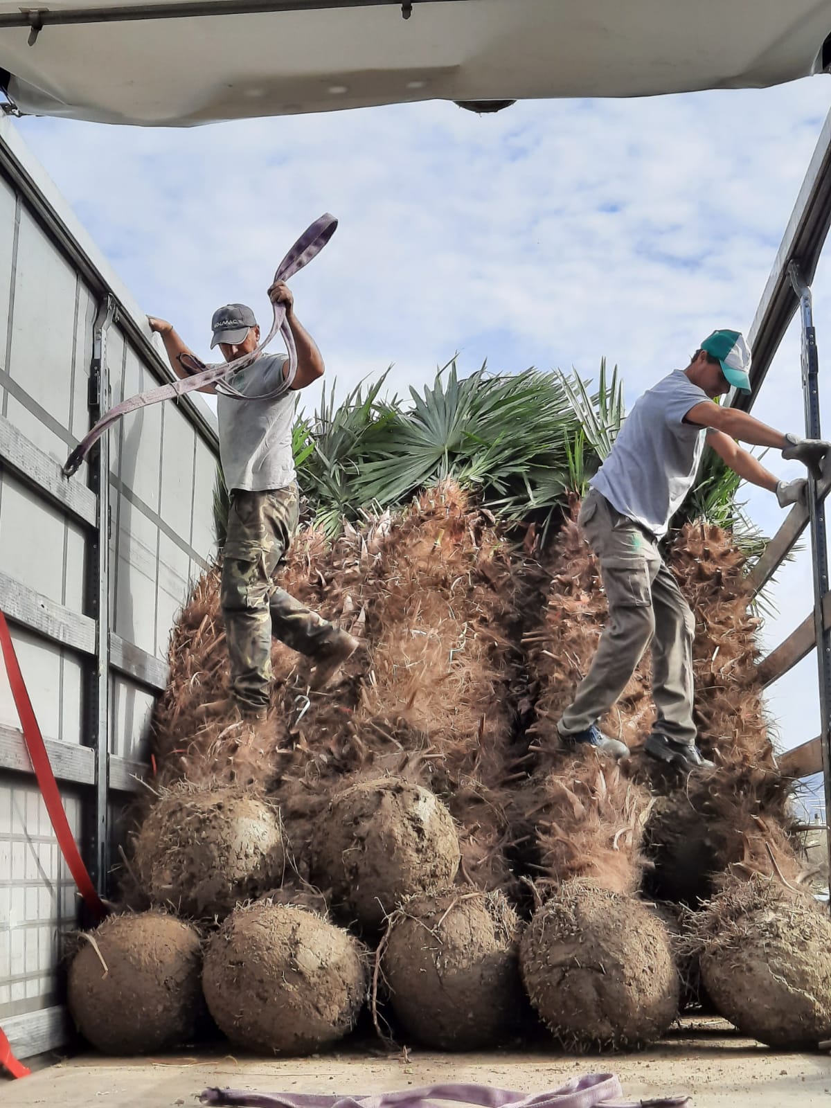 PALME TRACHYCARPUS FORTUNEI HÖHE 6 Meter WINTERHART -19 GRAD Stamm 400 cm XL Direkt aus Spanien