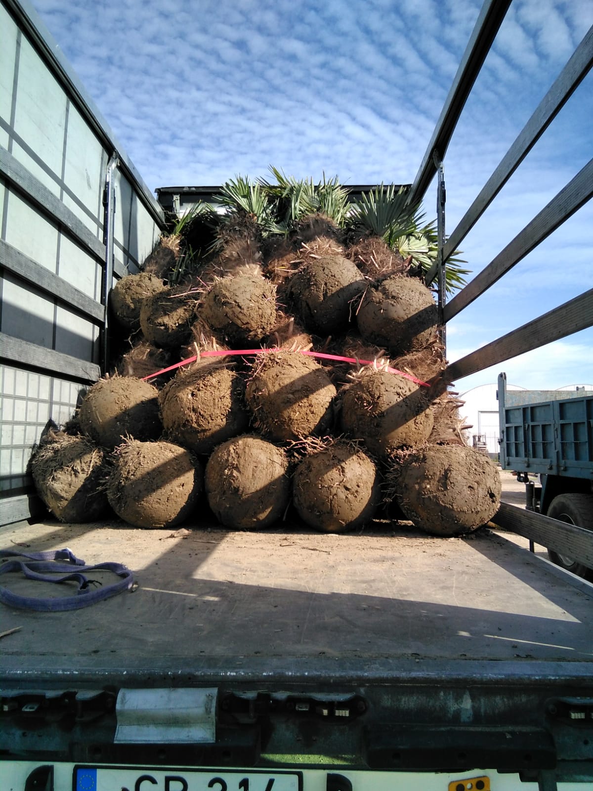 PALME TRACHYCARPUS FORTUNEI HÖHE 6 Meter WINTERHART -19 GRAD Stamm 400 cm XL Direkt aus Spanien