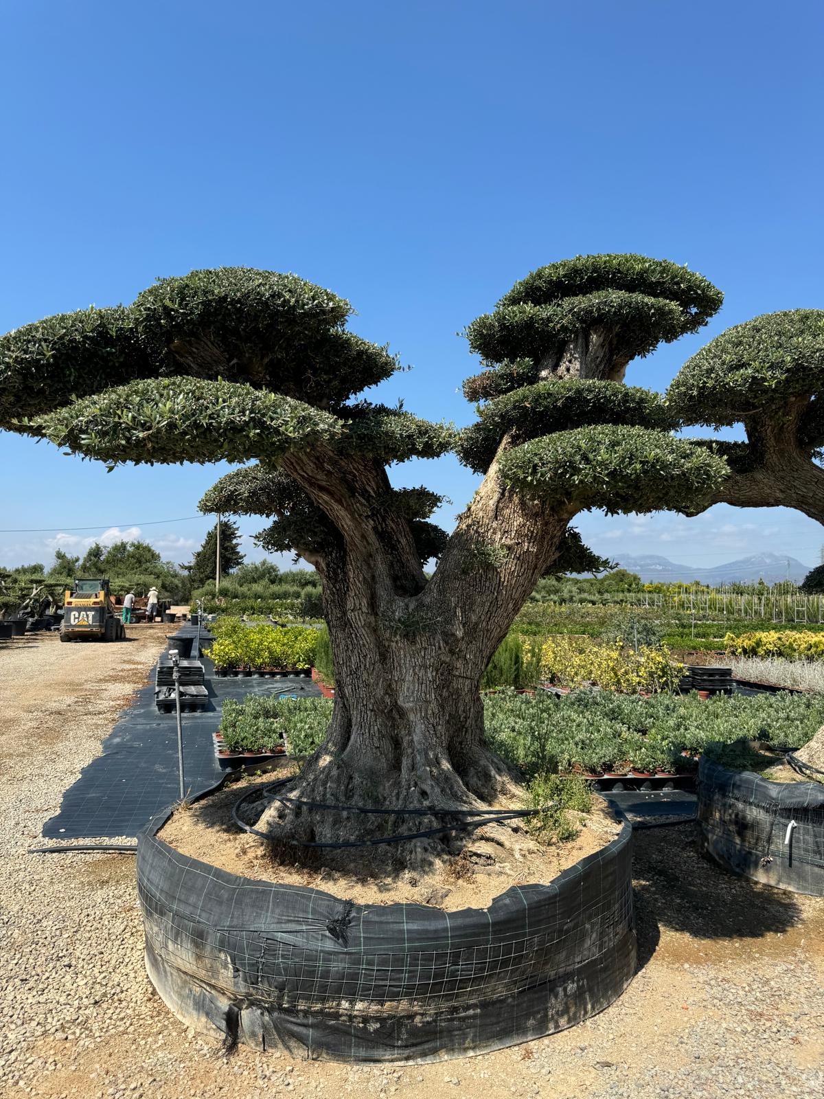 Olivenbaum XXXL Olea Europaea ca. 400 Jahre Alt Hochwertige Qualität aus Spanien