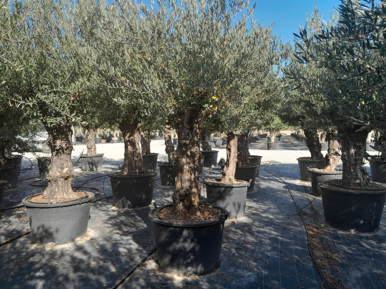 Olivenbaum Bonsai 150 Jahre Alt Winterhart bis -18 Höhe ca. 250 cm Olea Europaea TOP ANGEBOT!!!