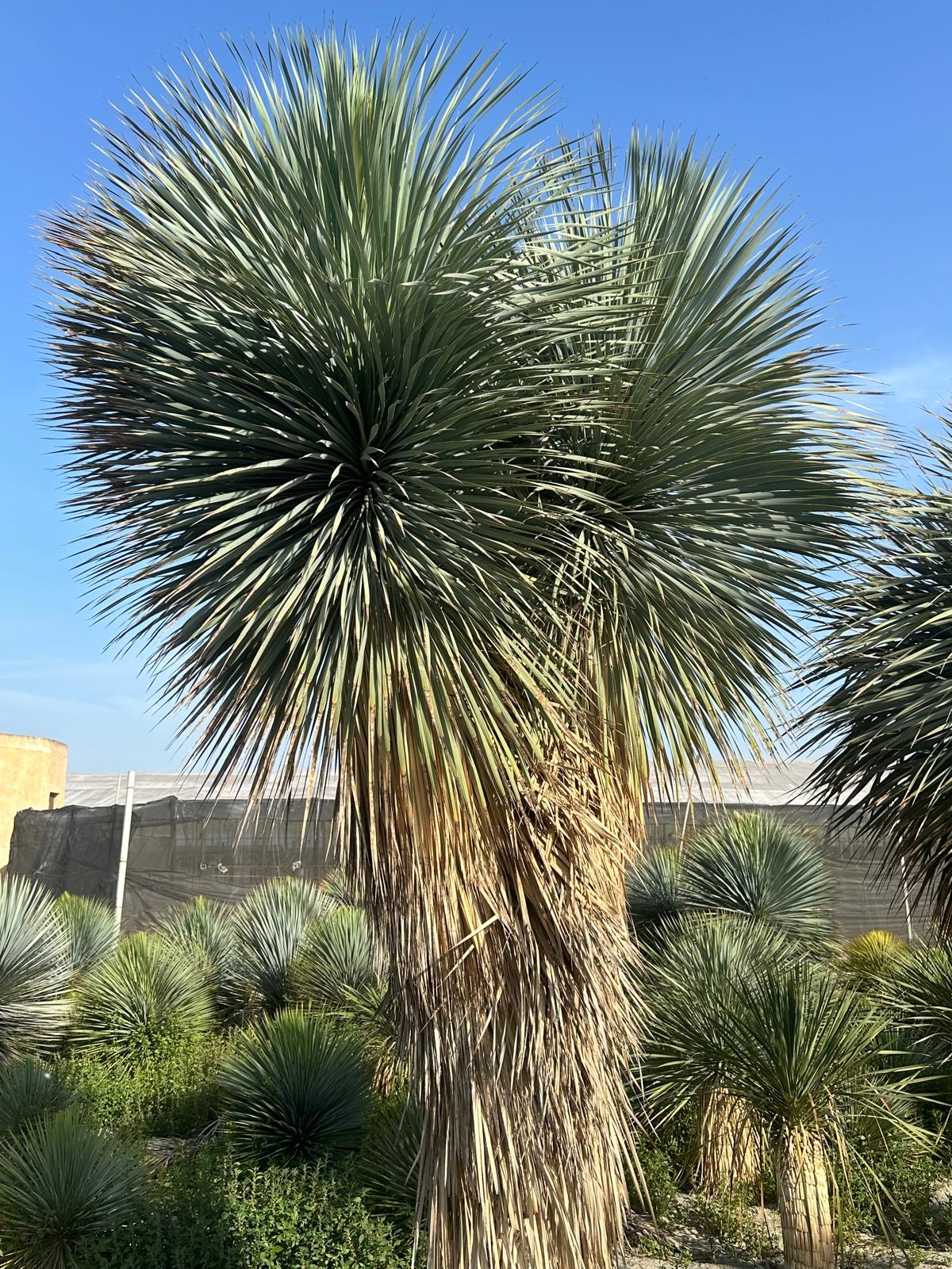 Yucca Rostrata ca.400cm Winterhart bis -19 Grad Premium Qualität blaue Palmlilie Einzelstück