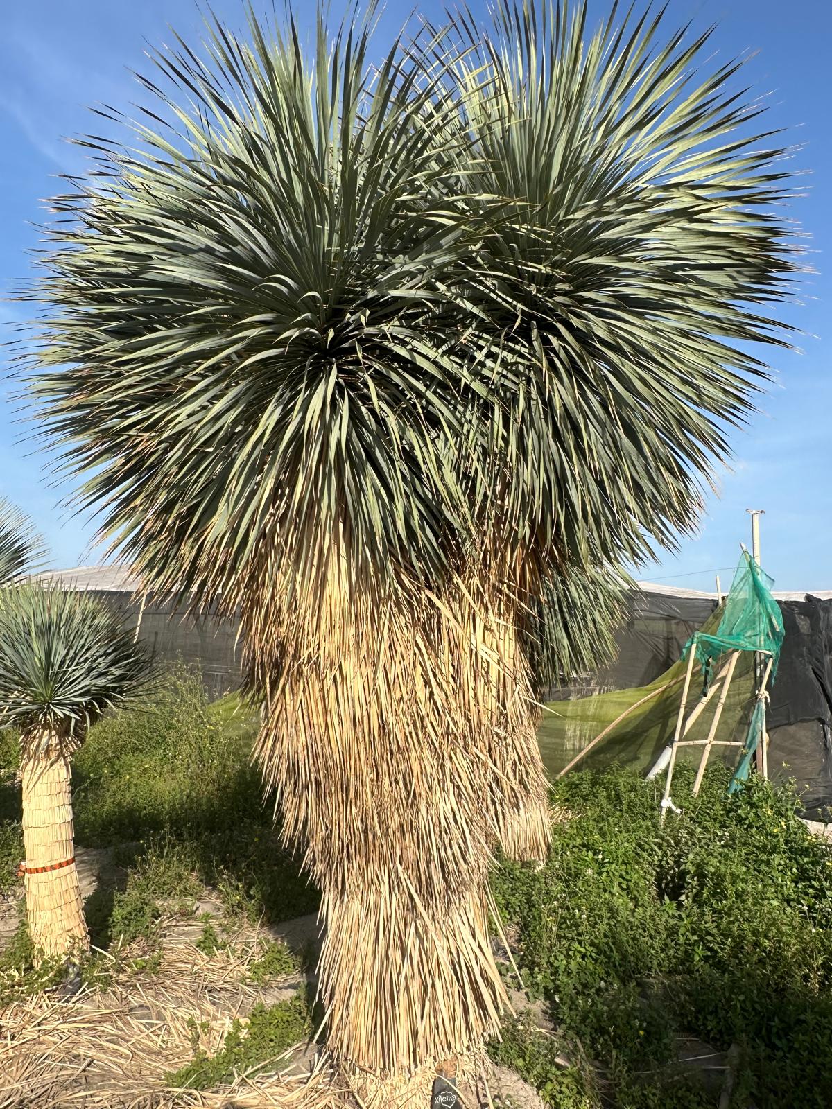 Yucca Rostrata ca.400cm Winterhart bis -19 Grad Premium Qualität blaue Palmlilie Einzelstück