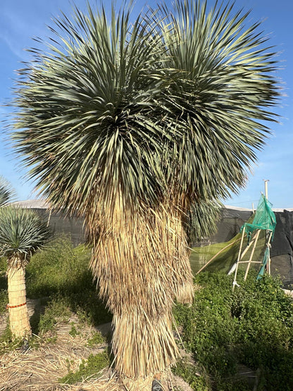 Yucca Rostrata ca.400cm Winterhart bis -19 Grad Premium Qualität blaue Palmlilie Einzelstück