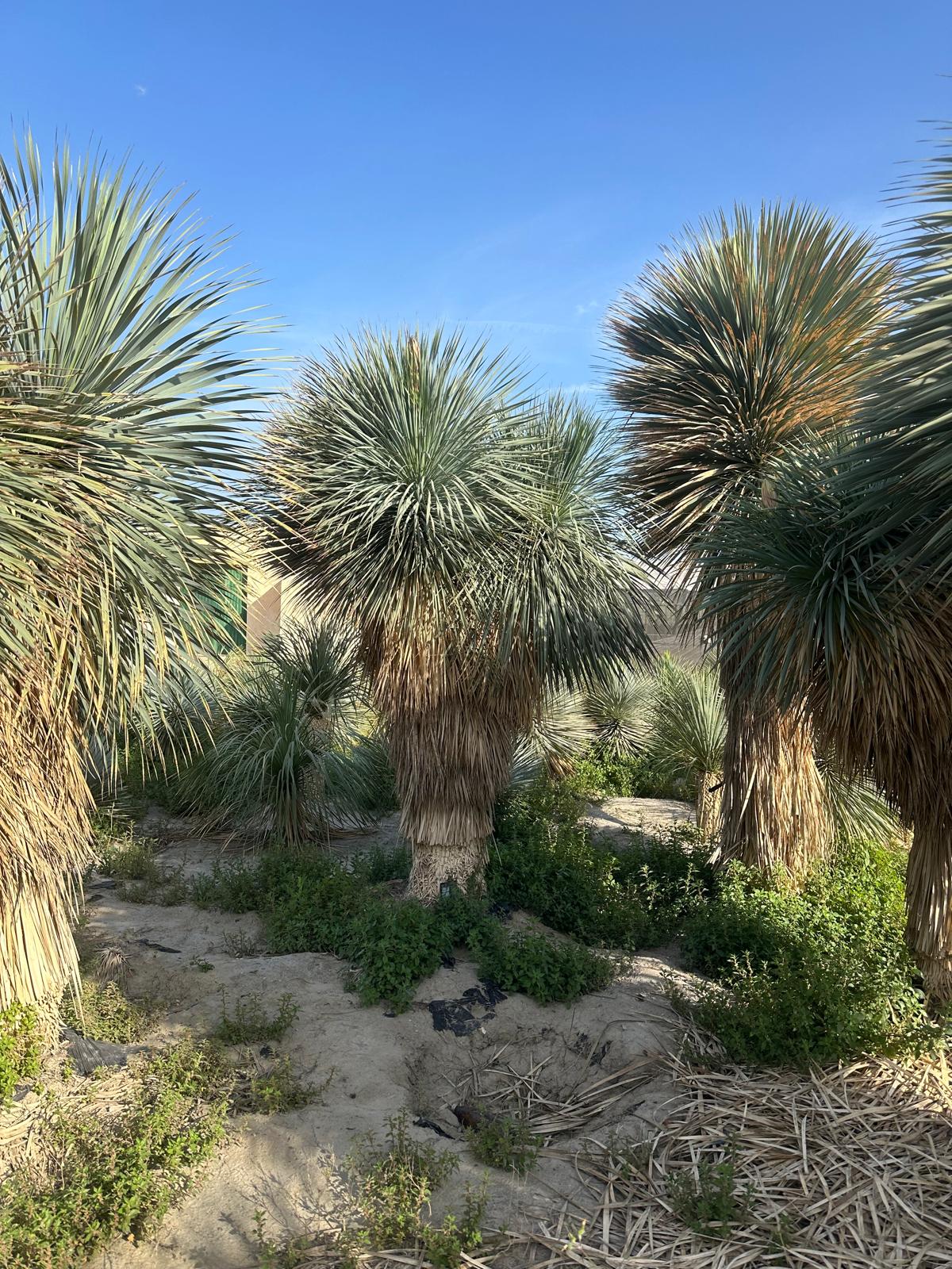 Yucca Rostrata ca.400cm Winterhart bis -19 Grad Premium Qualität blaue Palmlilie Einzelstück