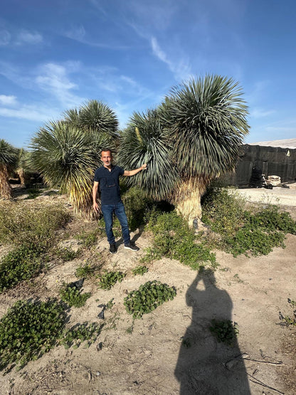 Yucca Rostrata ca.400cm Winterhart bis -19 Grad Premium Qualität blaue Palmlilie Einzelstück