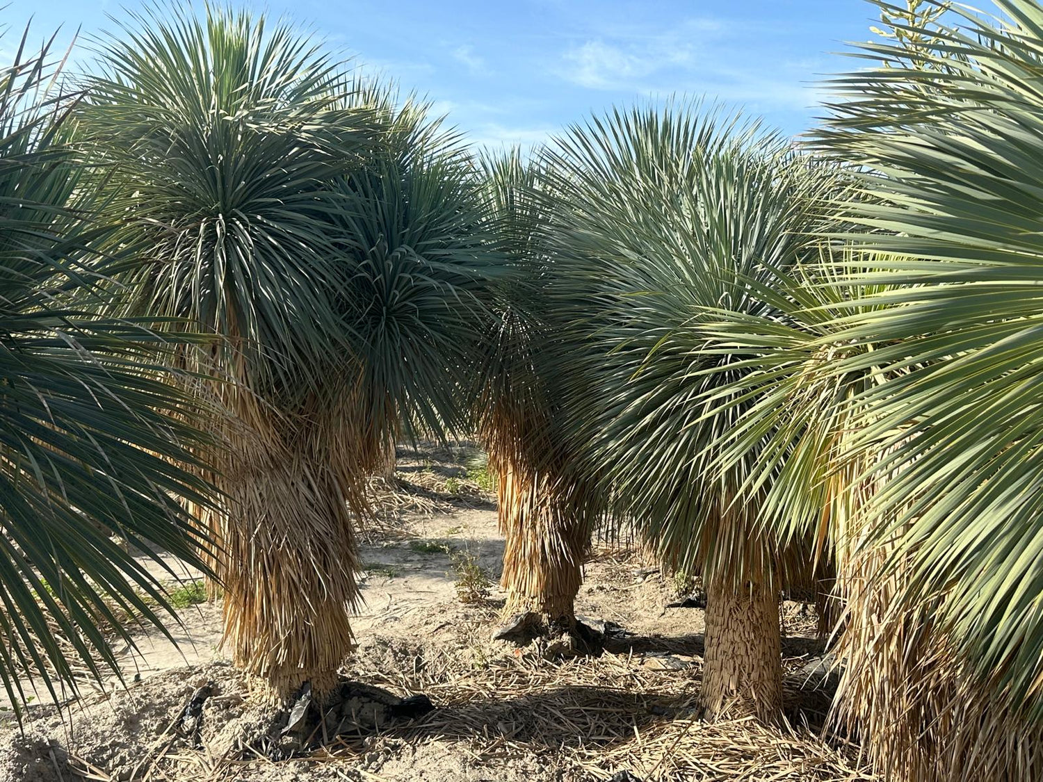 Yucca Rostrata ca.400cm Winterhart bis -19 Grad Premium Qualität blaue Palmlilie Einzelstück