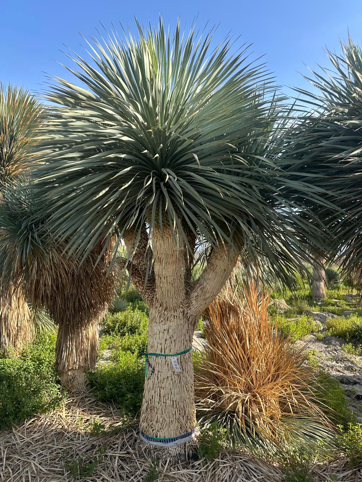 Yucca Rostrata ca.400cm Winterhart bis -19 Grad Premium Qualität blaue Palmlilie Einzelstück