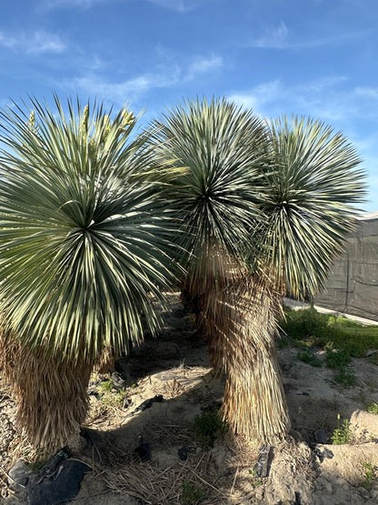 Yucca Rostrata ca.400cm Winterhart bis -19 Grad Premium Qualität blaue Palmlilie Einzelstück