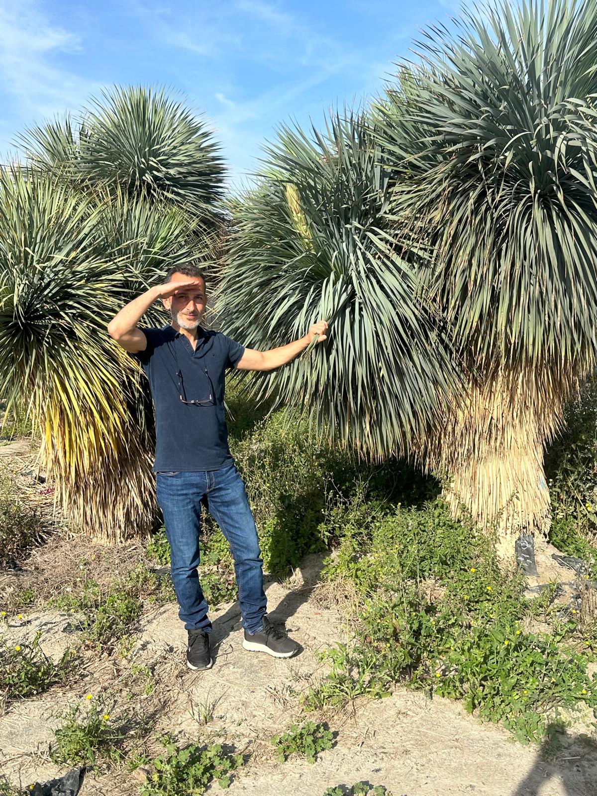 Yucca Rostrata ca.400cm Winterhart bis -19 Grad Premium Qualität blaue Palmlilie Einzelstück