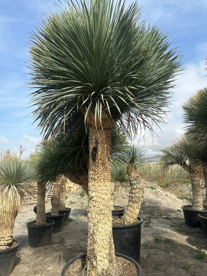 Yucca Rostrata ca.400cm Winterhart bis -19 Grad Premium Qualität blaue Palmlilie Einzelstück