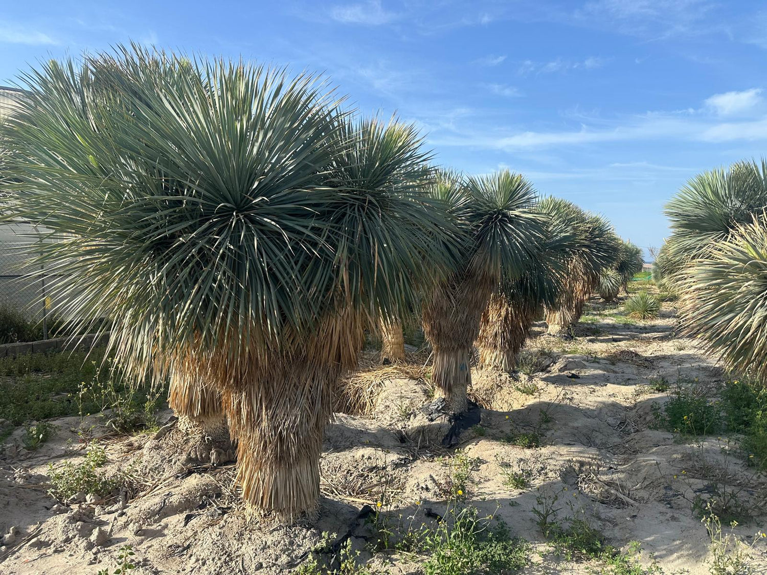 Yucca Rostrata ca.400cm Winterhart bis -19 Grad Premium Qualität blaue Palmlilie Einzelstück