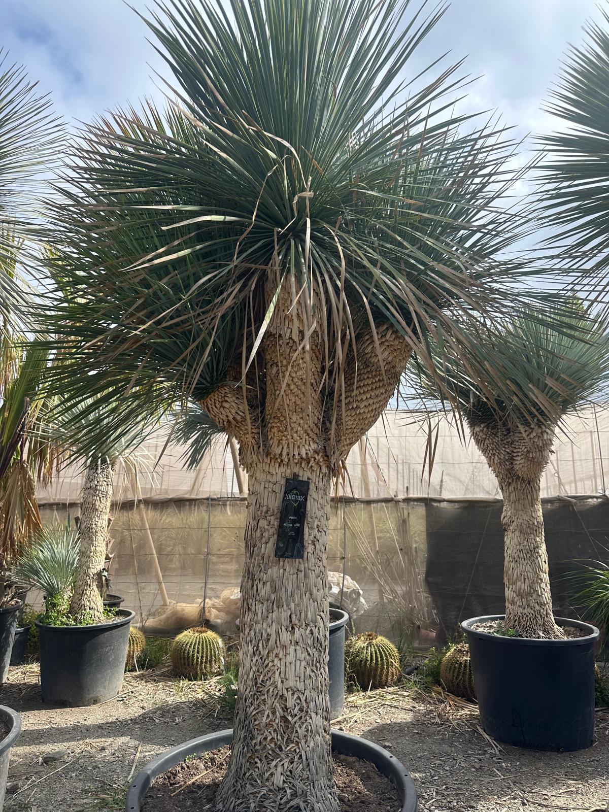 Yucca Rostrata ca.400cm Winterhart bis -19 Grad Premium Qualität blaue Palmlilie Einzelstück