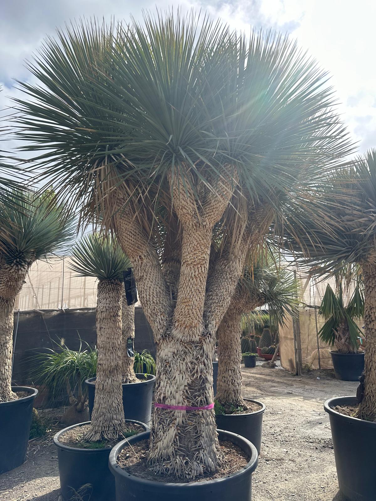 Yucca Rostrata ca.400cm Winterhart bis -19 Grad Premium Qualität blaue Palmlilie Einzelstück