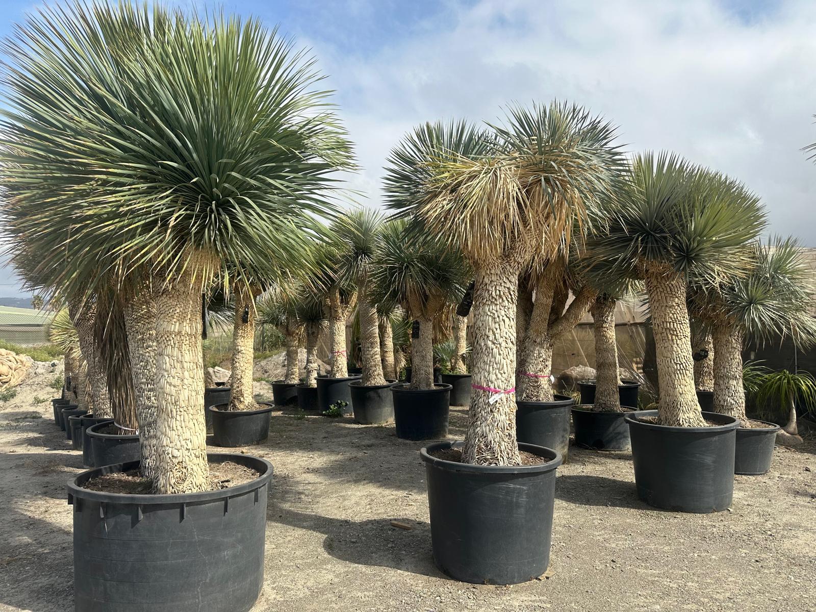 Yucca Rostrata ca.400cm Winterhart bis -19 Grad Premium Qualität blaue Palmlilie Einzelstück