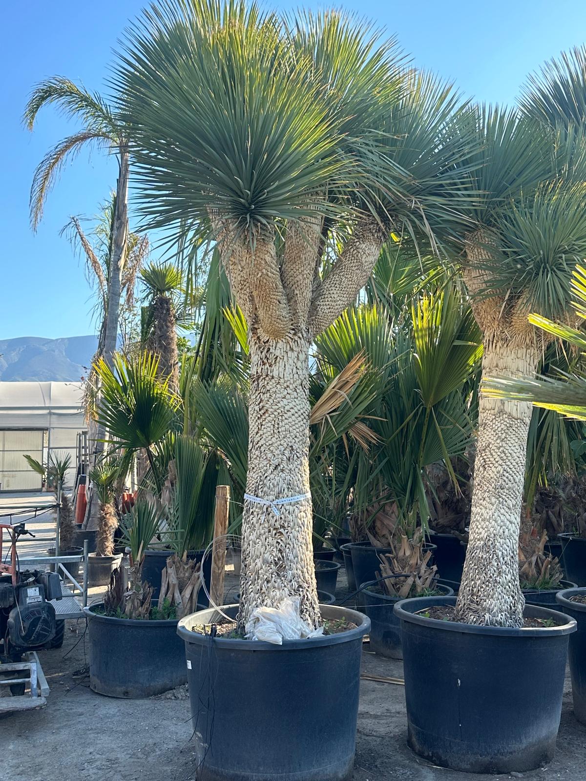 Yucca Rostrata ca.400cm Winterhart bis -19 Grad Premium Qualität blaue Palmlilie Einzelstück