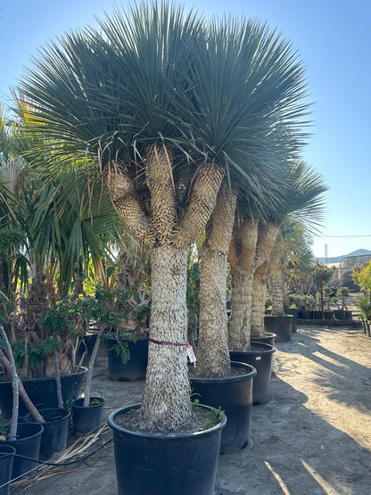 Yucca Rostrata ca.400cm Winterhart bis -19 Grad Premium Qualität blaue Palmlilie Einzelstück