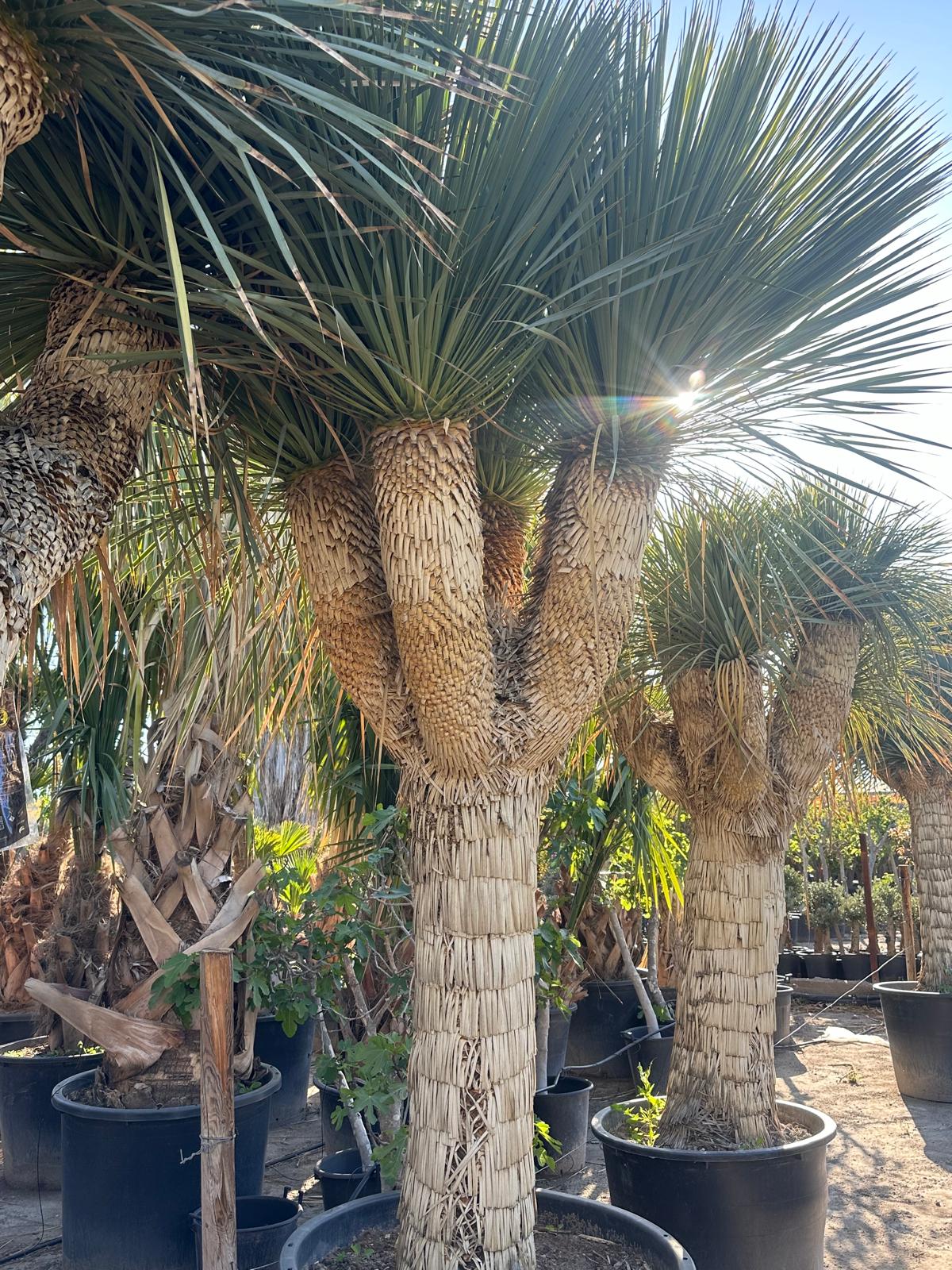 Yucca Rostrata ca.400cm Winterhart bis -19 Grad Premium Qualität blaue Palmlilie Einzelstück