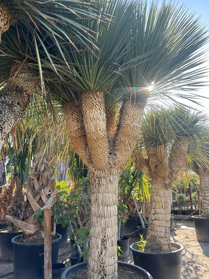 Yucca Rostrata ca.400cm Winterhart bis -19 Grad Premium Qualität blaue Palmlilie Einzelstück