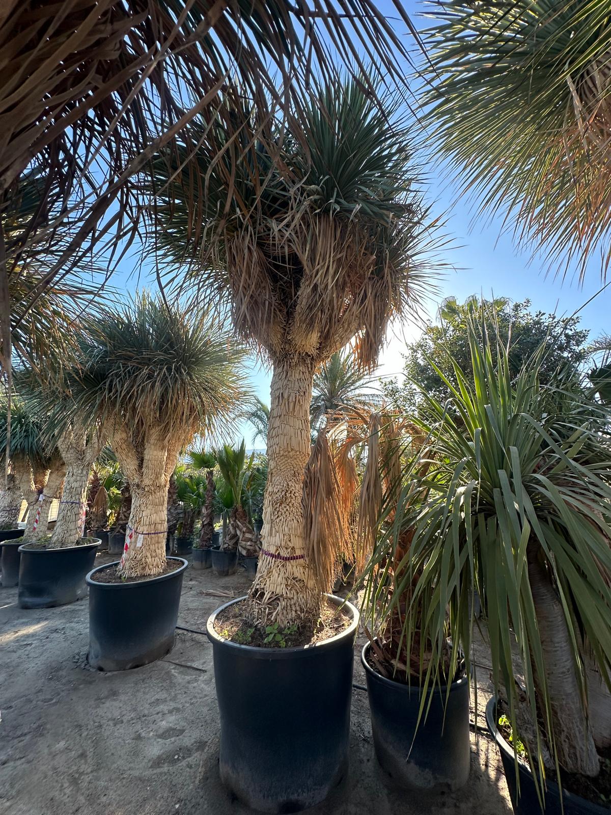 Yucca Rostrata ca.400cm Winterhart bis -19 Grad Premium Qualität blaue Palmlilie Einzelstück