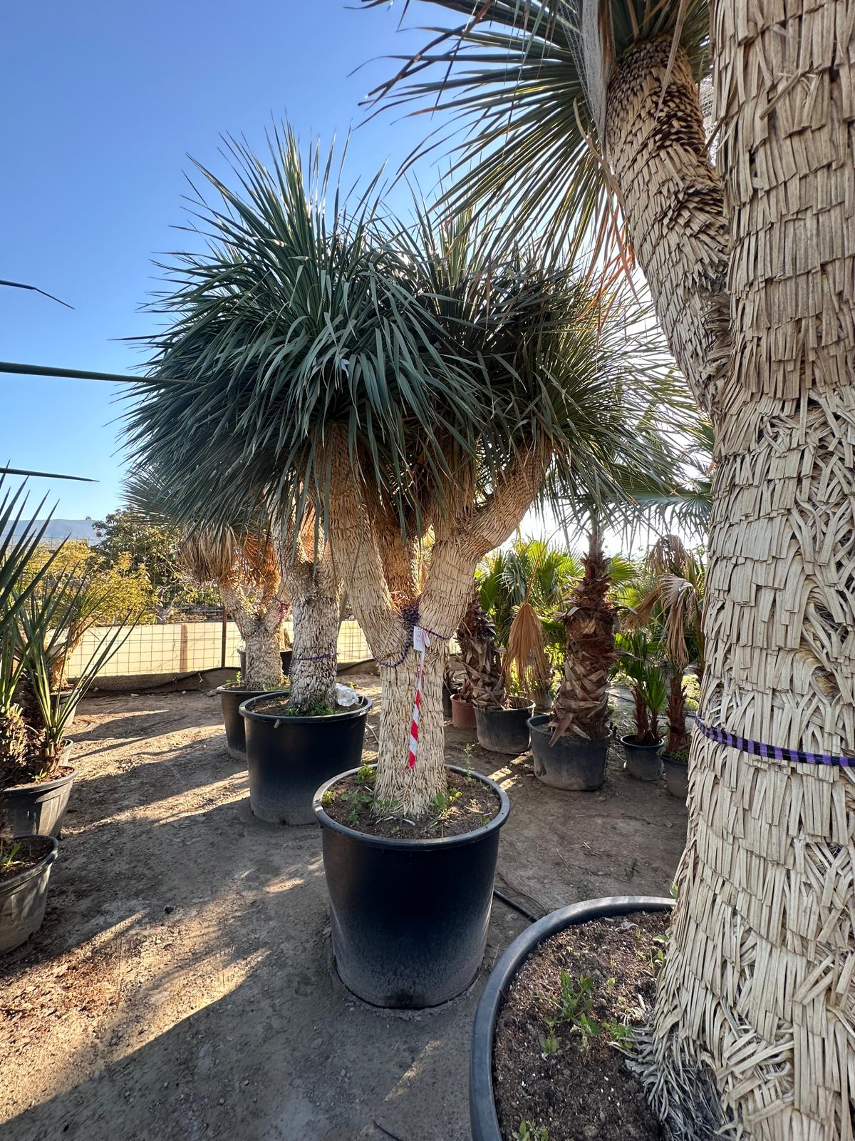 Yucca Rostrata ca.400cm Winterhart bis -19 Grad Premium Qualität blaue Palmlilie Einzelstück