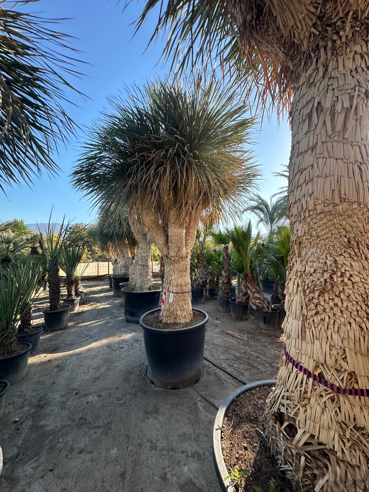 Yucca Rostrata ca.400cm Winterhart bis -19 Grad Premium Qualität blaue Palmlilie Einzelstück