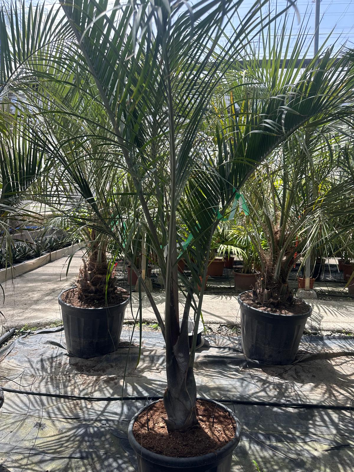 PALME Dypsis decaryi HÖHE 300 CM Stamm 30/40 cm Premium Qualität Dreieckspalme