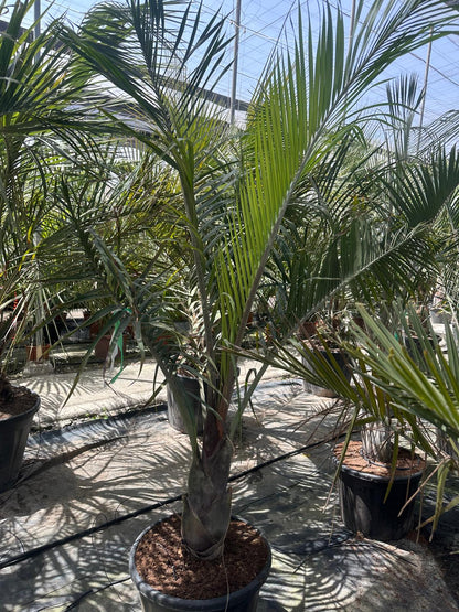 PALME Dypsis decaryi HÖHE 300 CM Stamm 30/40 cm Premium Qualität Dreieckspalme