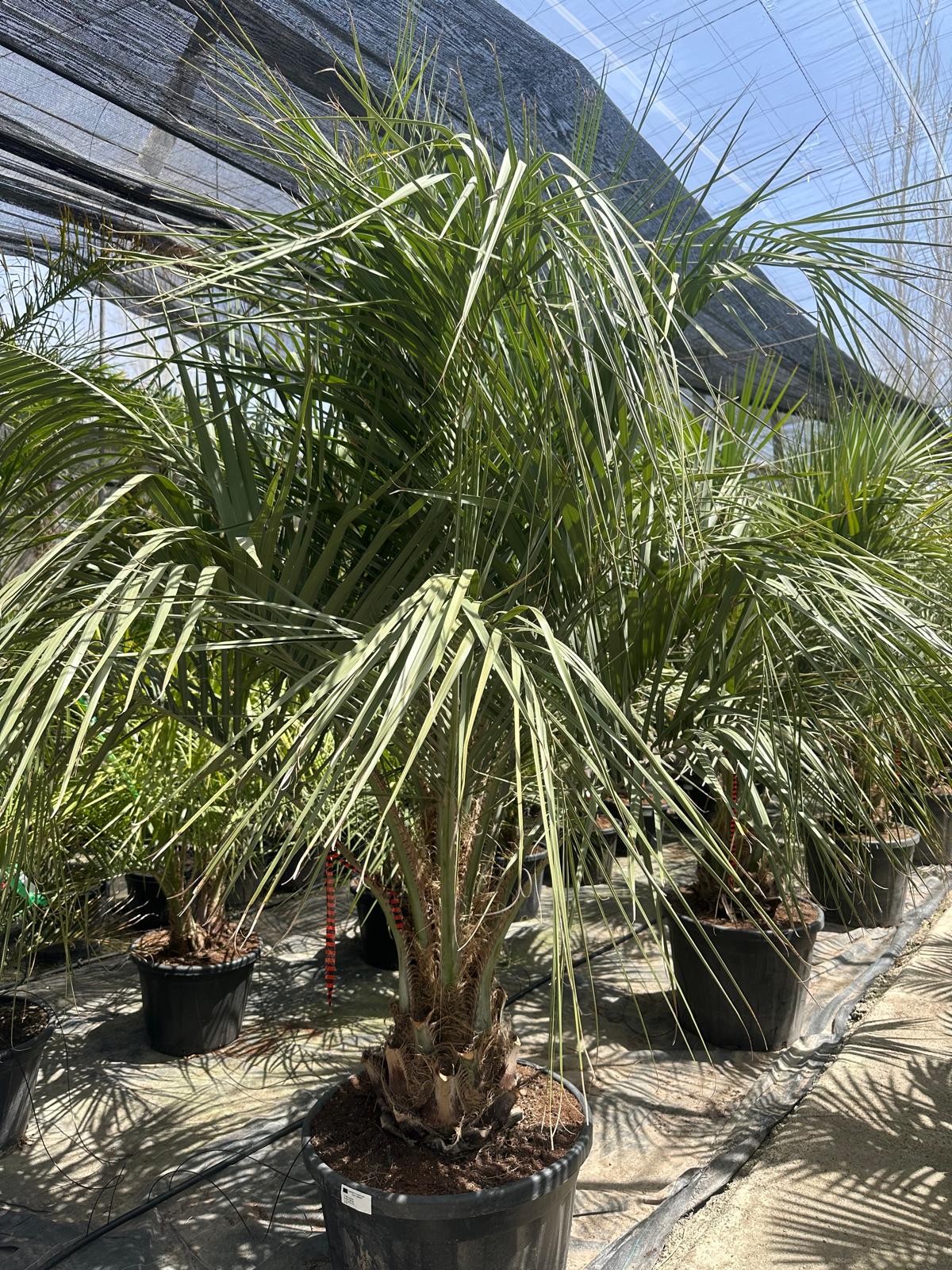 PALME Butia Capitata HÖHE 300CM WINTERHART -15 GRAD Stamm 30/40 cm Premium Qualität