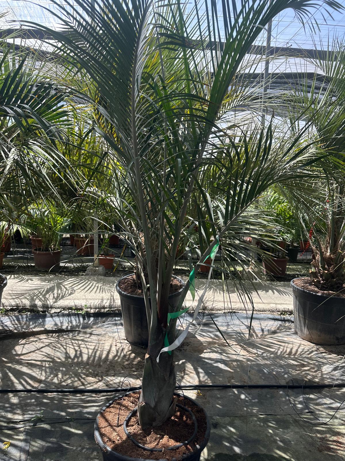 PALME Dypsis decaryi HÖHE 300 CM Stamm 30/40 cm Premium Qualität Dreieckspalme