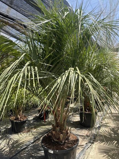 PALME Butia Capitata HÖHE 300CM WINTERHART -15 GRAD Stamm 30/40 cm Premium Qualität