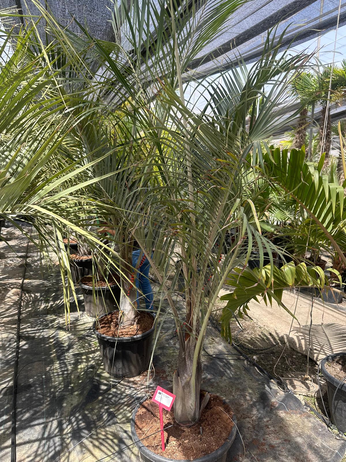 PALME Dypsis decaryi HÖHE 300 CM Stamm 30/40 cm Premium Qualität Dreieckspalme