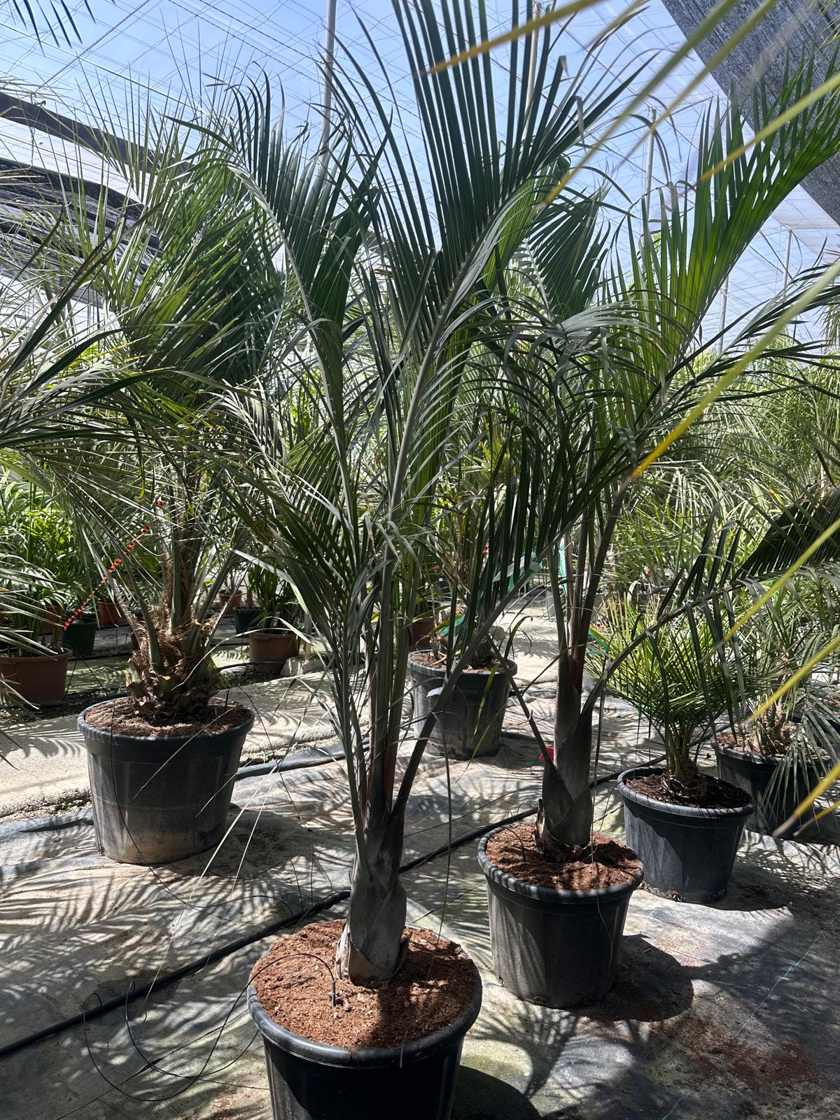 PALME Dypsis decaryi HÖHE 300 CM Stamm 30/40 cm Premium Qualität Dreieckspalme