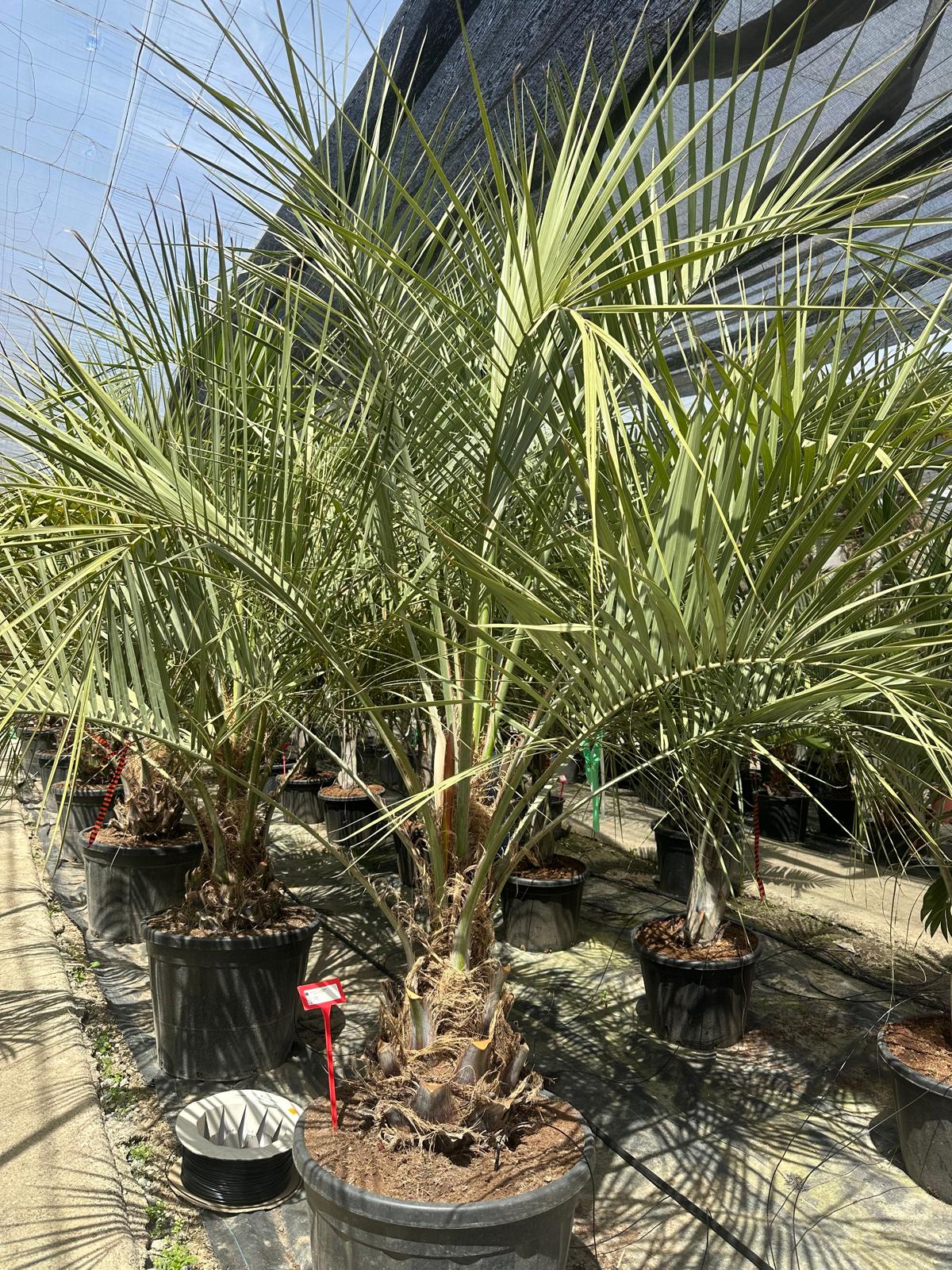 PALME Butia Capitata HÖHE 300CM WINTERHART -15 GRAD Stamm 30/40 cm Premium Qualität