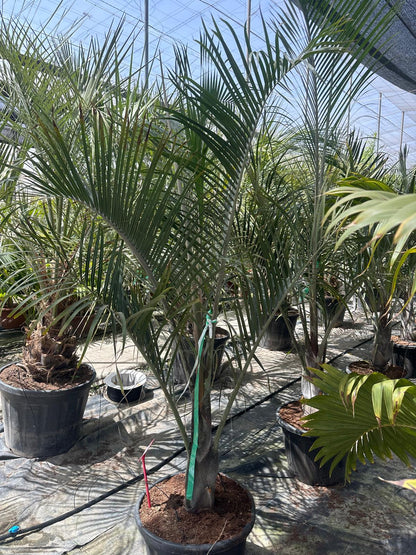 PALME Dypsis decaryi HÖHE 300 CM Stamm 30/40 cm Premium Qualität Dreieckspalme