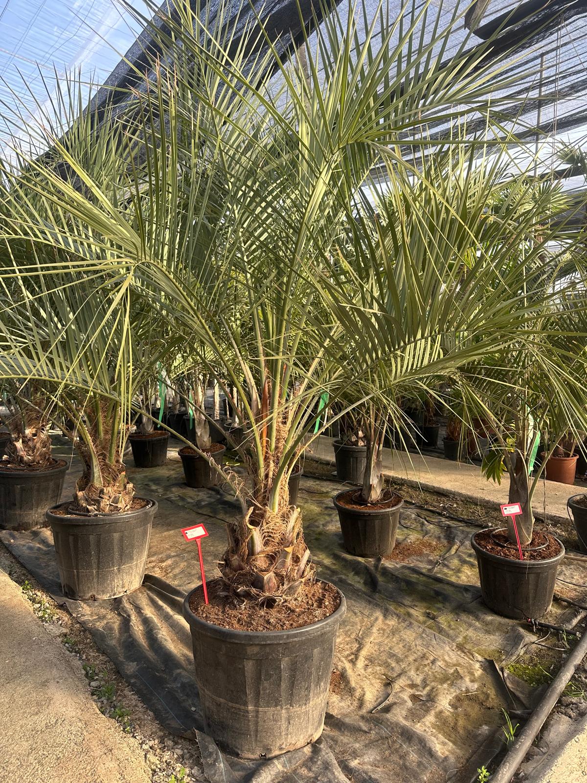 PALME Butia Capitata HÖHE 300CM WINTERHART -15 GRAD Stamm 30/40 cm Premium Qualität